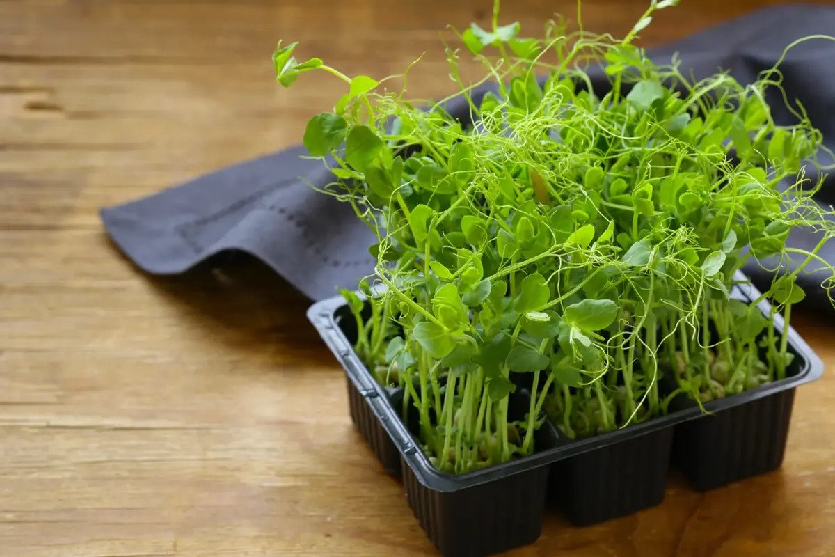 How to Grow Pea Shoots on Your Windowsill